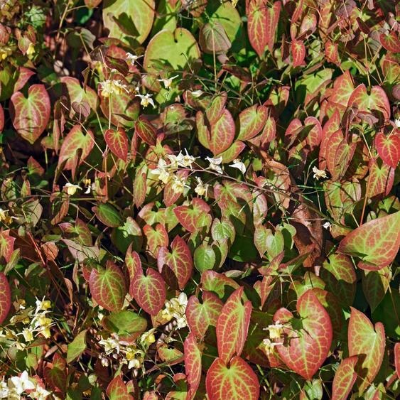 Fleur elfique Epimedium × youngianum « Niveum » – 12 plantes – 10-25 cm – Ø 9 cm – Plante vivace blanche dombre – Couvre-sol résistant au froid pour jardins et lisières de bois