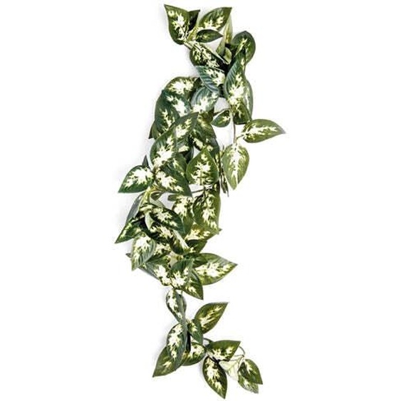 Fougère suspendue de Komodo Borneo