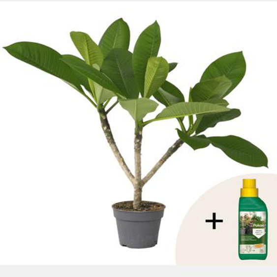 Frangipanier + engrais végétal - Plumeria rubra Hawaii - H45-55cm - ¿17cm