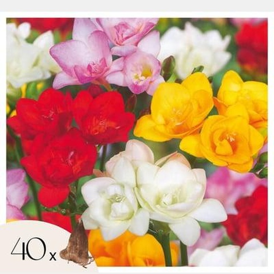 Freesia Double Mix - x40 Bulbes - Frésia - Bulbes de fleurs à floraison