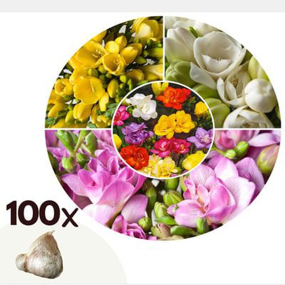 Freesia parfumée - Set de 100 - Freesia Mix - Bulbes à fleurs