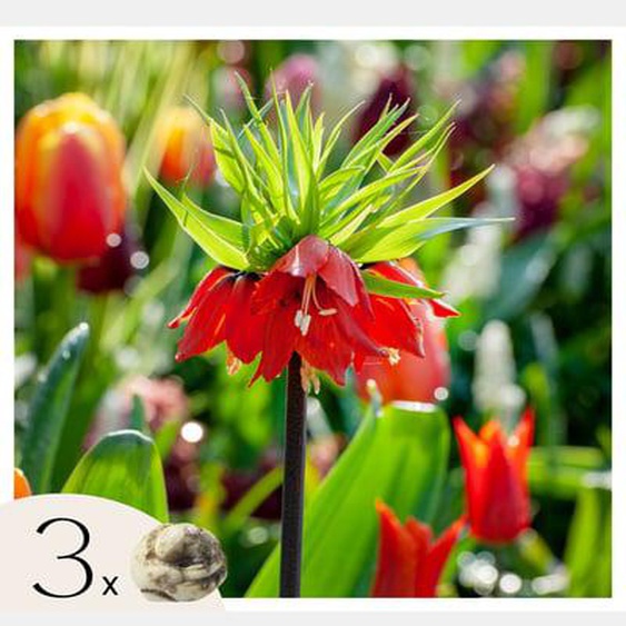 Fritillaire rouge - Set de 3 - Fritillaria rubra - Bulbes à fleurs - Orange