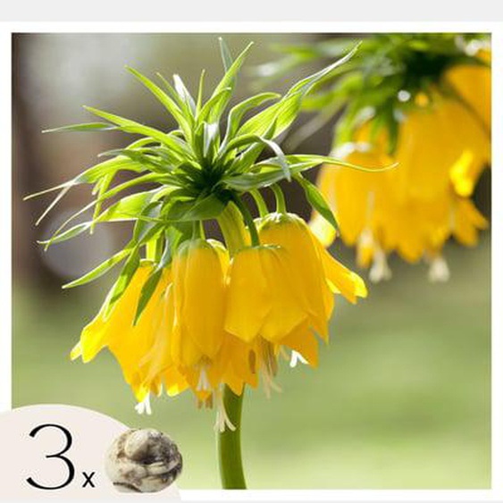 Fritillaria Lutea - Bulbes à fleurs x3