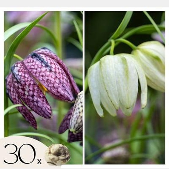 Fritillaria Meleagris - Bulbes x30 - Fritillaire Meleagris - Bulbes à Fleurs