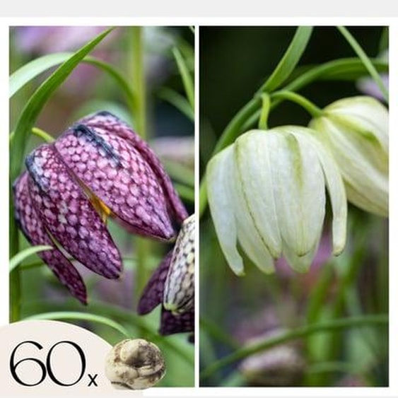 Fritillaria Meleagris - Bulbes x60 - Fritillaire Meleagris - Bulbes à Fleurs