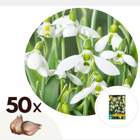 Perce-neige - Set de 50 - Galanthus elwesii - Bulbes à fleurs - Blanc