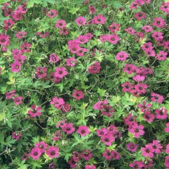 Géranium macrorrhizum Bevans Variety couvre-sol 24 plantes Ø9cm
