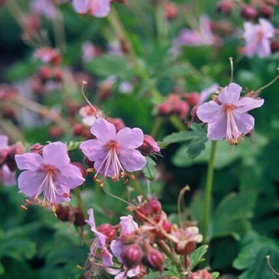 Geranium macrorrhizum Ingwersens Var - 24 Plantes - 10-25cm - Ø9cm - Couvre-sol aromatique - Fleurs rose pâle - Jardin dombre - Entretien facile - Résistant au froid