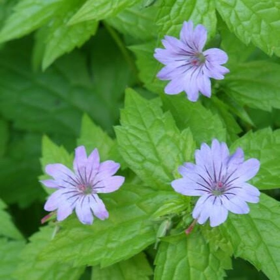 Geranium nodosum - 24 Plantes - 10-25cm - Ø9cm - Plante vivace rustique - Fleurs pourpres profondes - Couvre-sol - Jardin dombre - Entretien facile