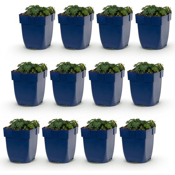 Géranium sang. Max Frei - Bec-de-grue - Couvre-sol - Rose - 12 plants - 15-25cm - Ø11cm - Plante de jardin