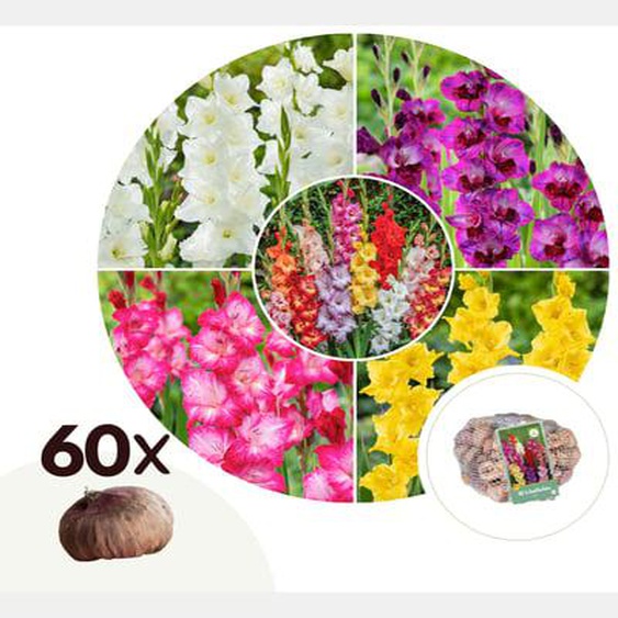 Gladiolus - Mélange de 60 - Bulbes de glaïeuls - Glaïeuls à grandes fleurs