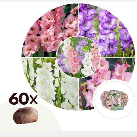 Glaïeul - Set de 60 - Gladiolus Pastel Mix - Bulbes à fleurs
