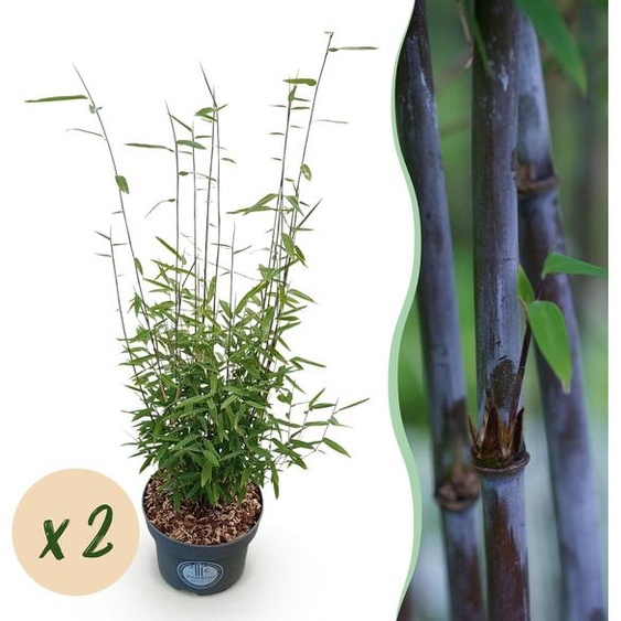 Graminées - Fargesia nitida Black Dragon - Bambou non envahissant - Feuillage persistant - 2 Plantes - 70-80cm - Ø23cm - Plante de jardin