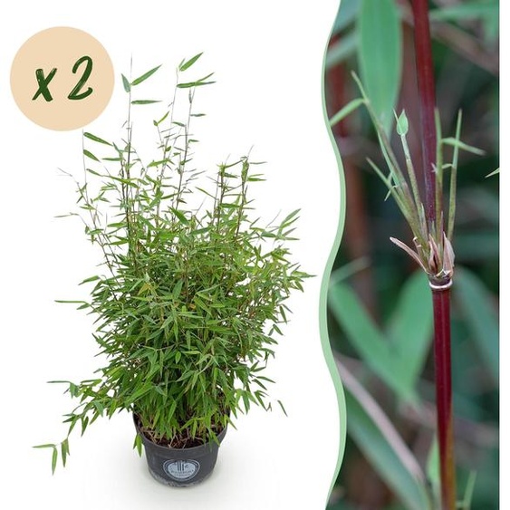 Graminées - Fargesia nitida Red Dragon - Bambou non envahissant - Feuilles persistantes - 2 Plantes - 70-80cm - Ø23cm - Plante de jardin