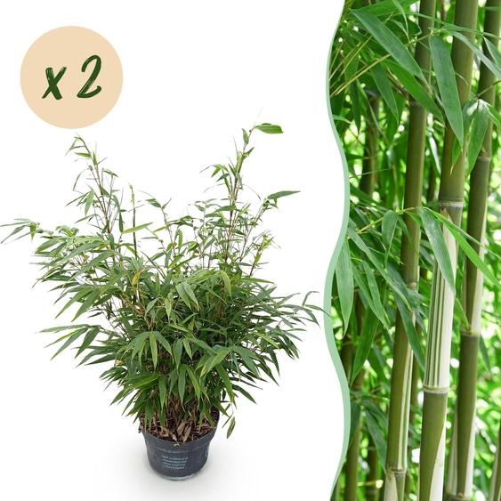 Graminées - Fargesia robusta Pingwu - Bambou non envahissant - Feuillage persistant - 2 Plantes - 70-80cm - Ø23cm - Plante de jardin