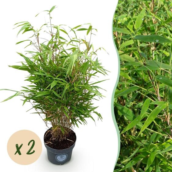 Graminées - Fargesia Rufa - Bambou non invasif - Feuillage persistant - 2 Plantes - 70-80cm - Ø23cm - Plante de jardin