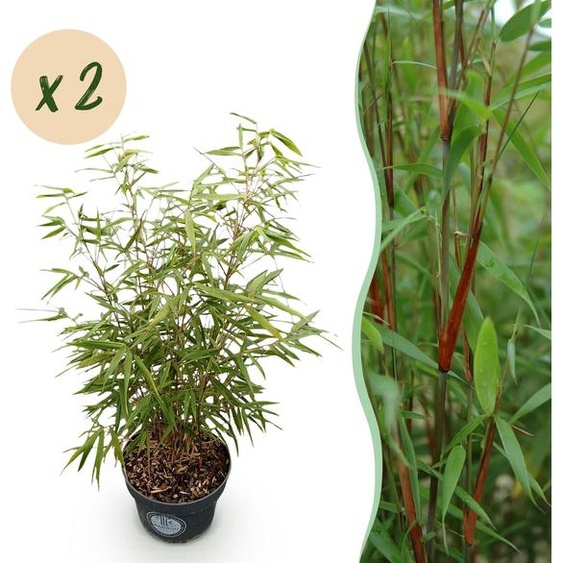 Graminées - Fargesia scabrida Asian Wonder - Bambou non envahissant - Feuillage persistant - 2 Plantes - 70-80cm - Ø23cm - Plante de jardin