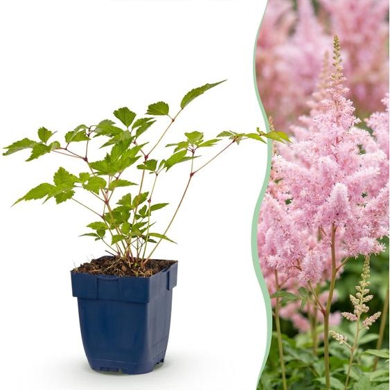 Green boutiQ - Plante vivace - Astilbe (J) Europe - Spirea à plumes - Ombre - Rose - 24 plants - Pot de 11 cm - Hauteur 15-25 cm