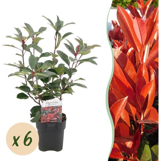Haagplanten - Photinia fraseri Red Robin - groen rood - 6 planten - 1 strekkende meter - groenblijvend - 45-55cm - Ø20cm - Plante de jardin
