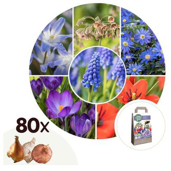 Mélange de bulbes qui attirent les abeil - Set de 80 - Bulbes à fleurs