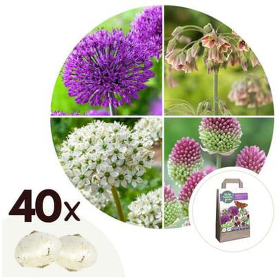 Happy Butterfly Mix - Bulbes x40 - Attirant pour les Papillons - Bulbes à Fleurs