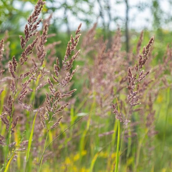 Herbe diamant Calamagrostis brachytricha – 24 plantes – 10-25 cm – Ø 9 cm – Graminée ornementale résistante au froid avec des panicules roses – Herbe de jardin pour parterres et mi-ombre