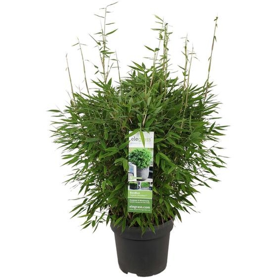 Hoogeveen Fargesia Moontears Boobux - 70 cm, Ø29 cm