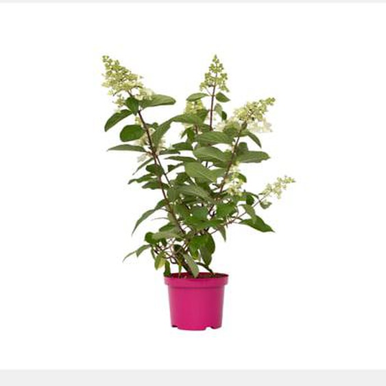 Hortensia - Set de 4 - Hydrangea paniculata Pinky Winky - H25-40cm - ¿19cm