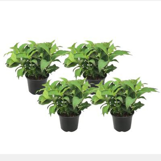 Hortensia - Set de 4 - Hydrangea serrata Summerglow - Hauteur 25-40cm - ¿19cm
