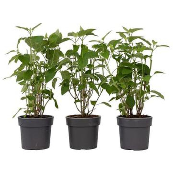 Hortensia - Set de 3 - Hydrangea Strong Annabelle - Hauteur 30-40cm - ¿19cm