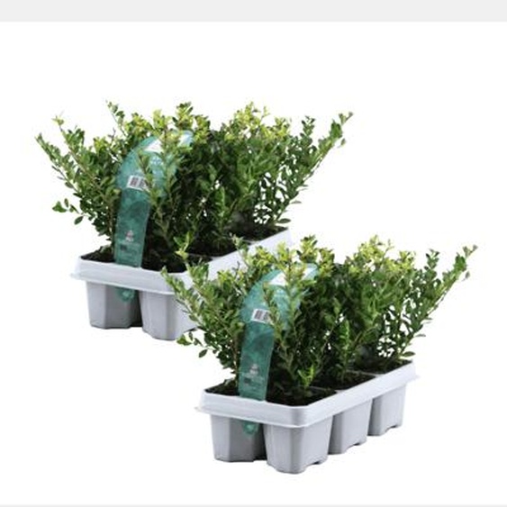 Houx crenelé - Set de 48 - Ilex crenata Jenny - Hauteur 10-20cm - ¿9cm