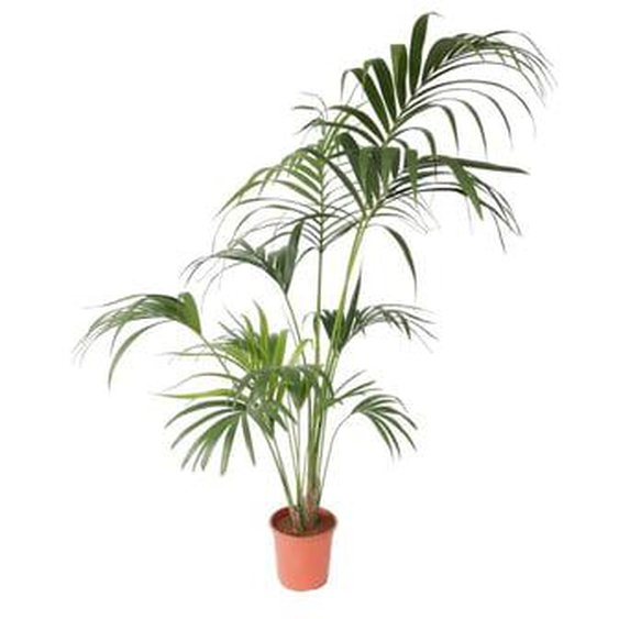 Palmier Kentia - Howea forsteriana - Hauteur 150-170cm - ¿24cm