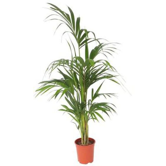 Palmier Kentia - Howea forsteriana - Hauteur 130-140cm - ¿21cm