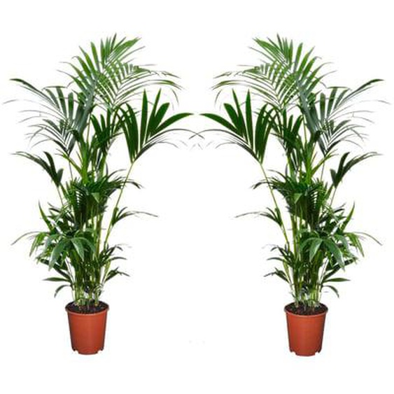 Palmier Kentia - Set de 2 - Howea forsteriana - Hauteur 90-100cm - ¿18cm