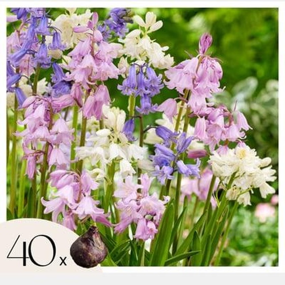 Hyacinthoides Hispanica Mix - Bulbos x40 - Campanilla Española Mix