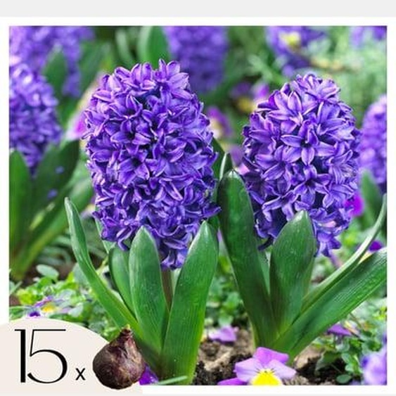 Hyacinthus Blue Trophy - 15x Bulbes de Jacinthes Rustiques - Floraison Précoce
