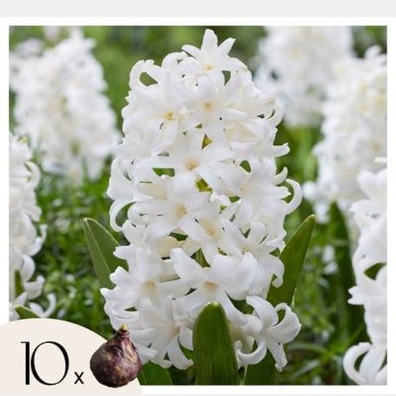 Hyacinthus Carnegie x10 - Jacinthe Carnegie - Bulbes de fleurs résistantes