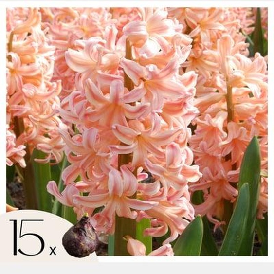 Hyacinthus Gipsy Queen - 15x Bulbes de Jacinthes Rustiques - Floraison Précoce