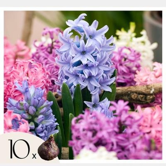 Hyacinthus Mix x10 - Jacinthe - Bulbes de fleurs résistantes
