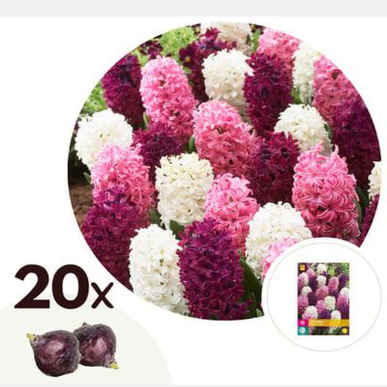 Hyacinthus Pastel Mix - Bulbes à fleurs x20 - Jacinthe - Rose/Violet/Blanc