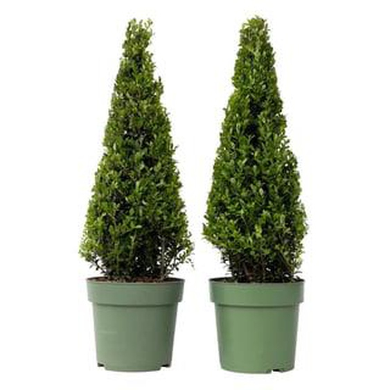 Ilex crenata Pyramid - Houx japonais - lot de 2 - ¿21 cm - Hauteur 55-65 cm