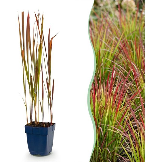 Imperata cylindrica Red Baron - Herbe sanglante du Japon - Tiges rouges - Rouge - 12 plantes - 15-25cm - Ø11cm - Plante de jardin