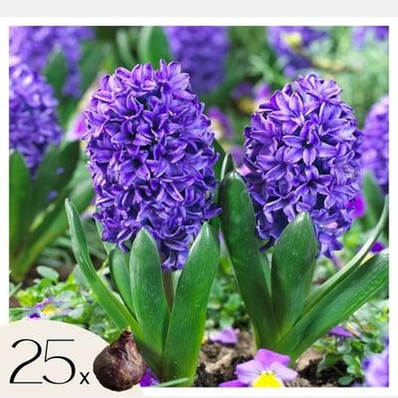 Jacinthe - Set de 25 - Hyacinthus Blue Trophy - Bulbes à fleurs - Bleu