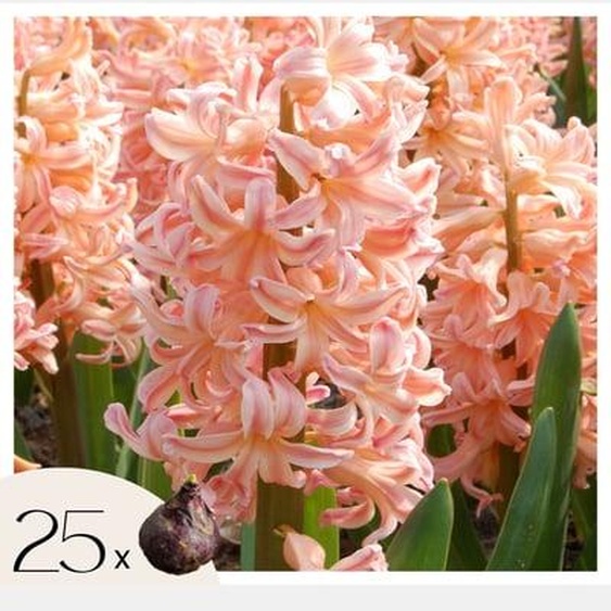 Jacinthe - Set de 25 - Hyacinthus Gipsy Queen - Bulbes à fleurs - Orange