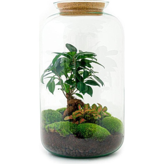 Jardin en bouteille Sven Bonsai - Kit de bricolage Terrarium - 43cm - Kit de plantes à faire soi-même dans un bocal avec couvercle en liège - Mini-écosystème autonome - Incl. Ficus Ginseng Bonsai, Fittonia & Mousse - Pour appartement & bureau