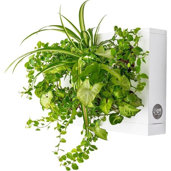 Jardin vertical - 1 plante murale verticale blanche pour 6 plantes et mousse de sphaigne