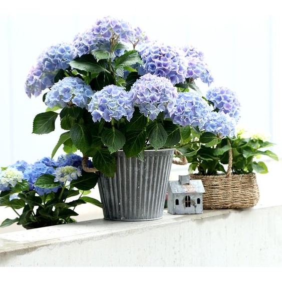 Jardinière Shabby Chic Pot décoratif en métal avec anses Ø25,5cm Pot de fleurs vintage