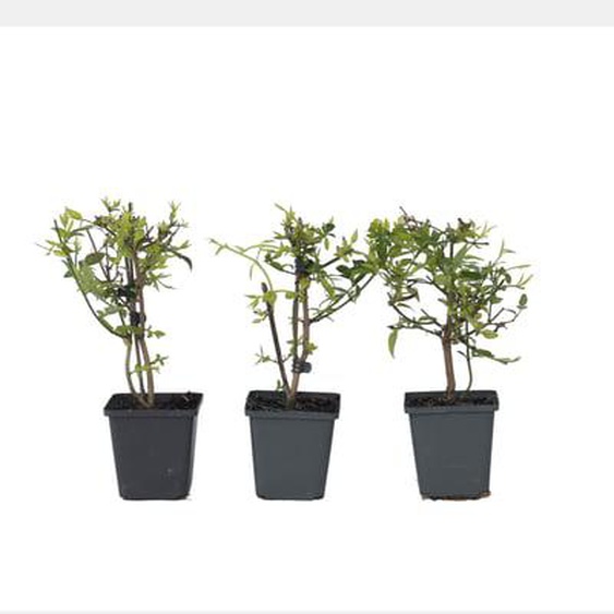 Jasmin étoilé - Set de 6 - Jasminum Summer Scent - Hauteur 25-40cm - ¿9cm