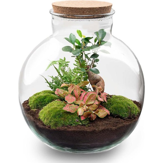 Kit de jardin en bouteille à monter soi-même - Kit de terrarium Bolder Bob
