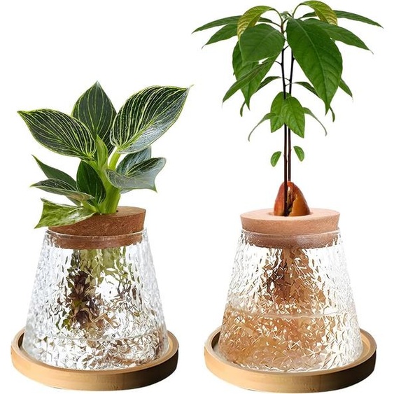 Kit de terrarium pour plantes, composé de 2 pièces : un récipient en verre avec un couvercle en bois et un support en bambou, idéal pour la culture hydroponique